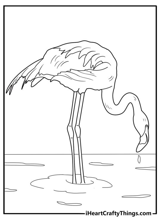 flamingo drinking from a pond detailed nature coloring sheet