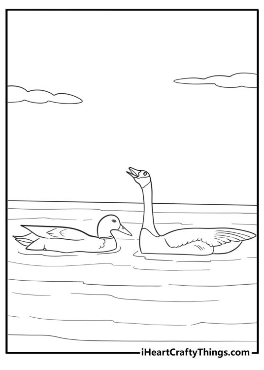 Goose and duck swimming together cartoon coloring sheet