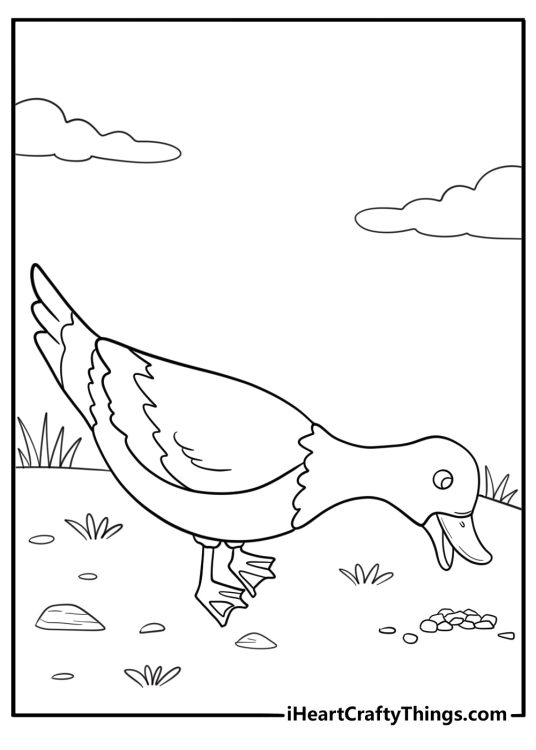 Goose eating grain from the ground easy coloring sheet