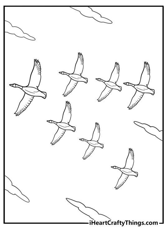 Goose flying in a v formation sky background coloring sheet