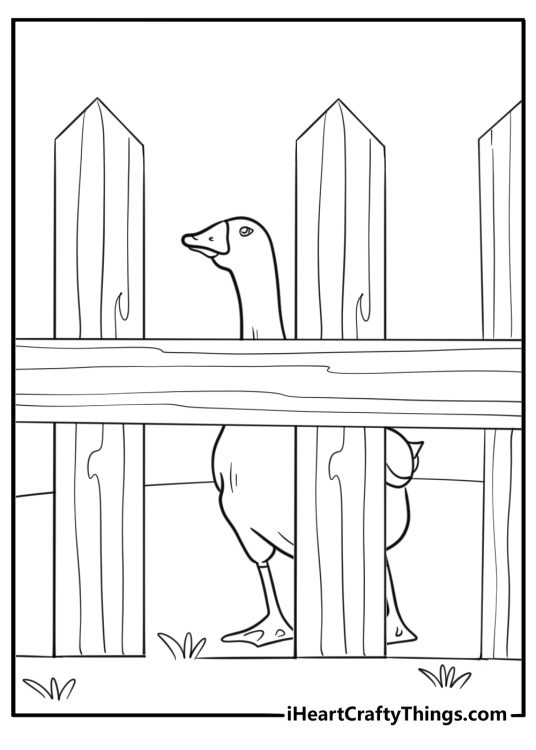 Goose looking over a fence into the distance coloring sheet