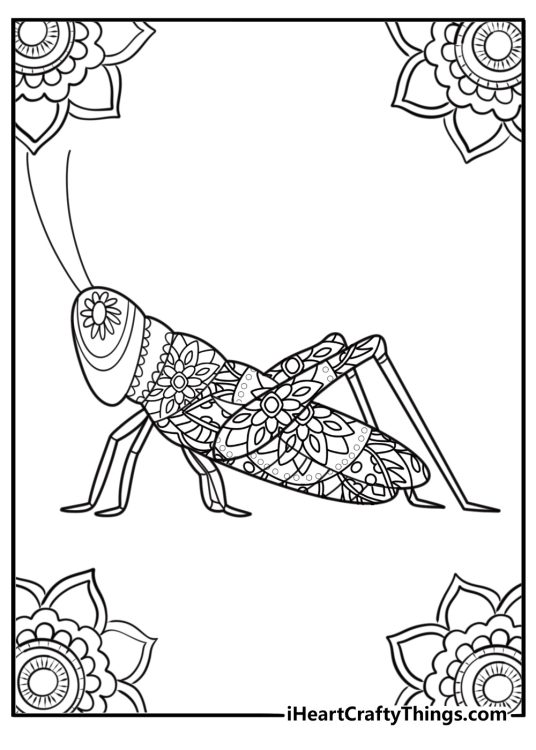 Grasshopper close up showing legs and body mandala style coloring page for adults
