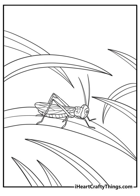 20 Grasshopper Coloring Pages
