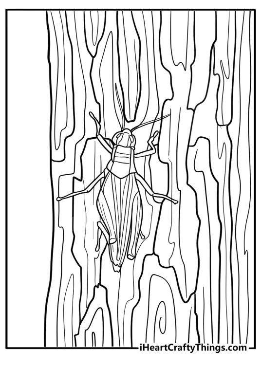 Grasshopper crawling on tree bark realistic coloring sheet