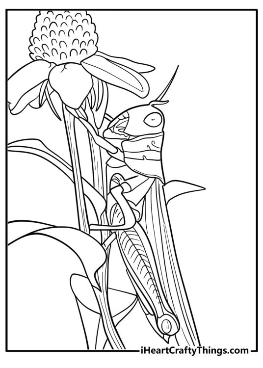 Grasshopper on a flower stem nature themed coloring page
