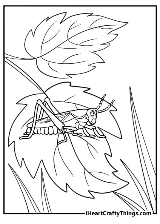 Grasshopper sitting on a leaf easy coloring page for kids