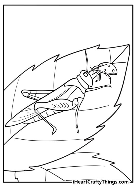 Grasshopper with ladybug on the same leaf simple bug coloring page
