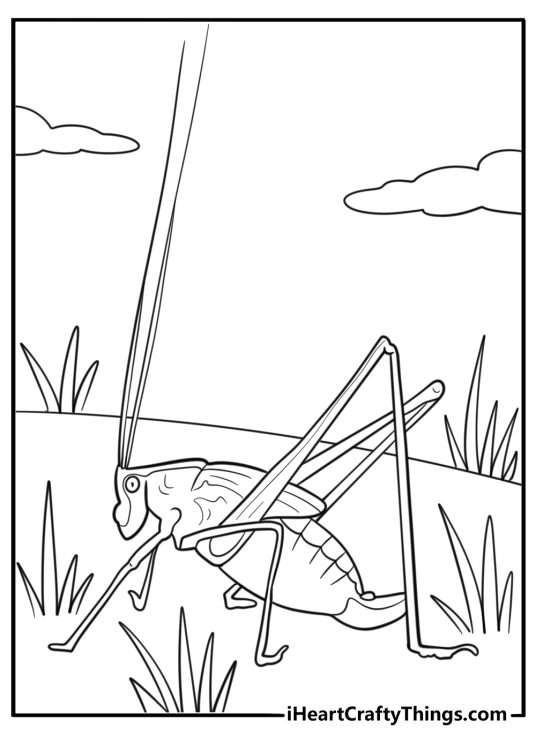 Grasshopper with long antennae detailed insect coloring sheet
