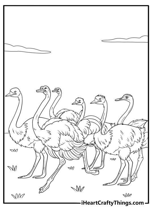 Group of ostriches walking together coloring page for kids