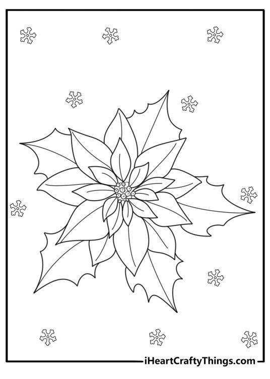 Large poinsettia with snowflakes background coloring sheet