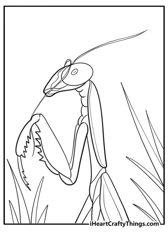 Mantis cleaning its antennae simple bug behavior coloring sheet