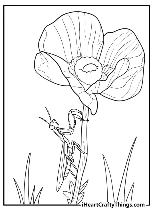 Mantis climbing a flower stem coloring sheet for kids