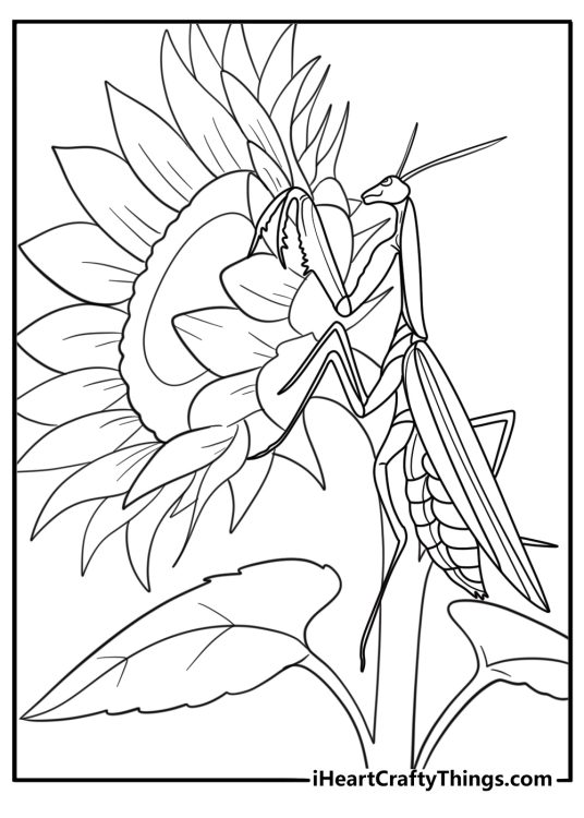 Mantis climbing up a sunflower stem cartoon coloring page