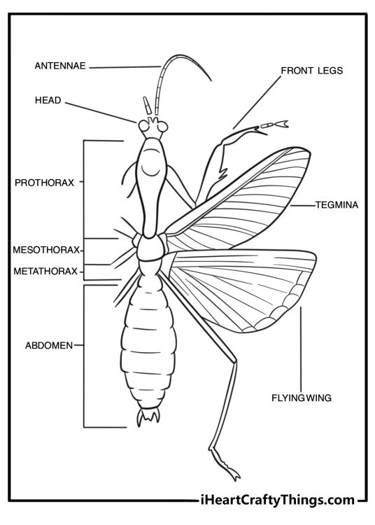 Mantis close up simple bug anatomy coloring page