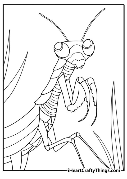 30 Mantis Coloring Pages