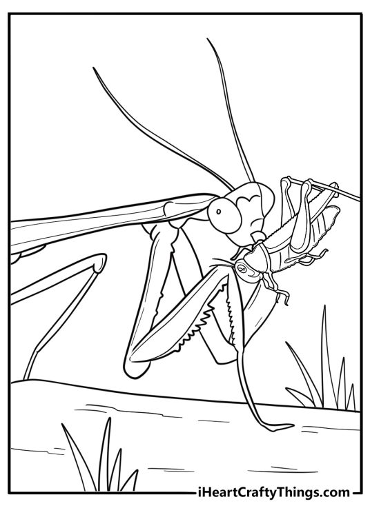 Mantis grabbing a cricket action coloring sheet