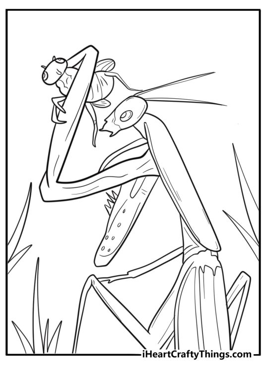 Mantis hunting a fly detailed nature coloring sheet