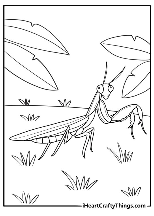 Mantis in garden with tall grass coloring page for kids