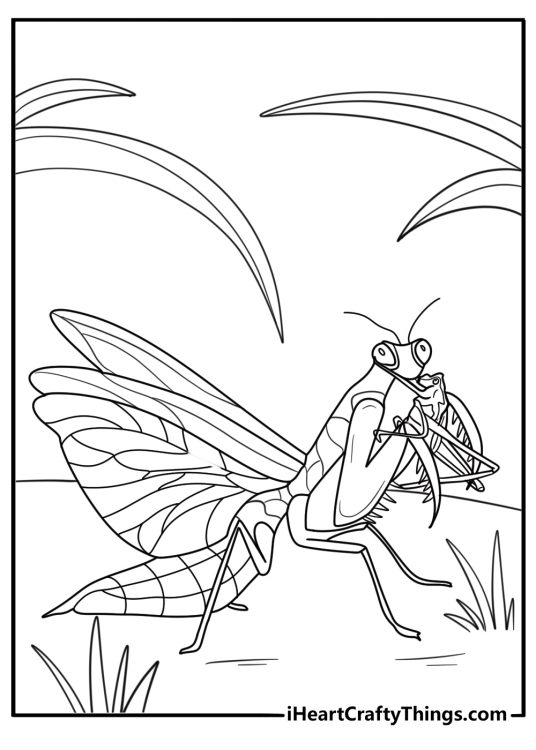 Mantis in mid strike catching prey detailed coloring sheet
