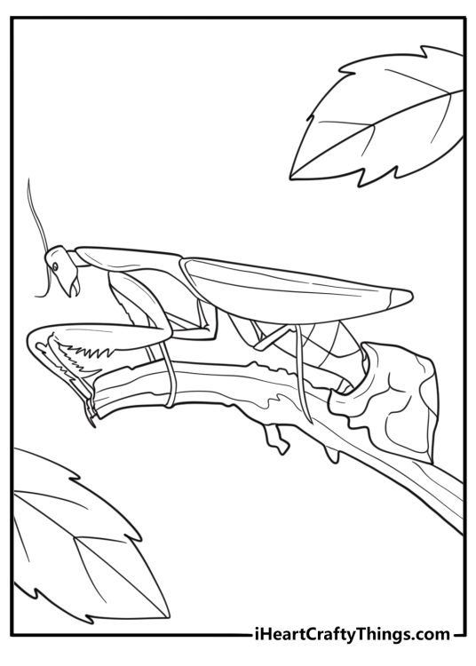 Mantis laying eggs on a twig easy educational coloring page