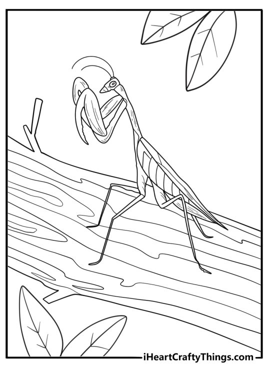 Mantis standing on a branch simple insect coloring page
