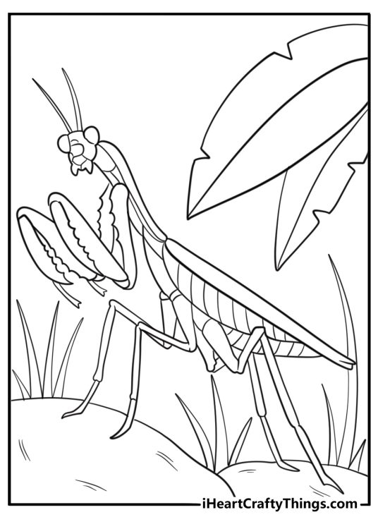 Mantis with folded legs waiting quietly coloring sheet