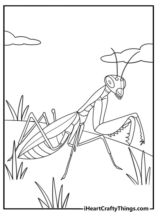 Mantis with long front legs extended coloring sheet
