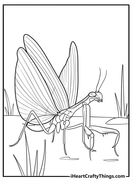 Mantis with textured wings close up coloring page
