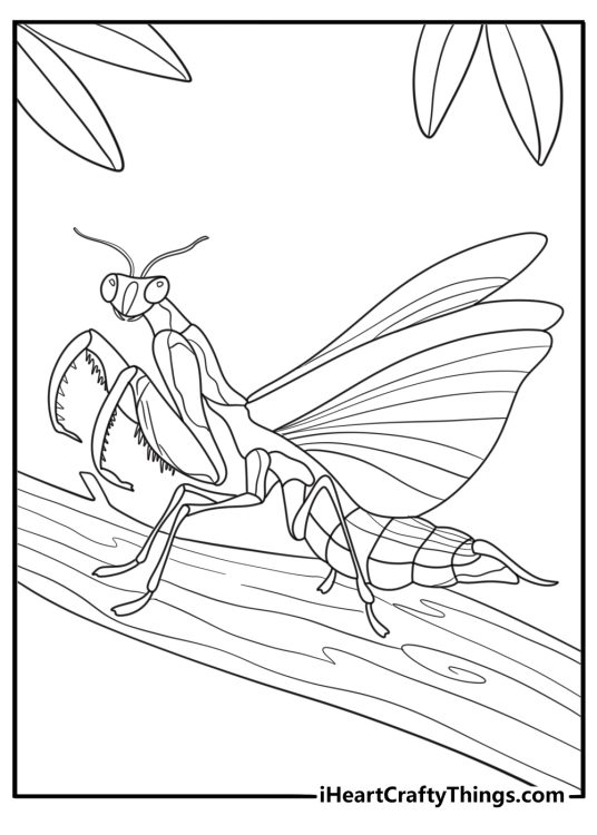 Mantis with wings spread open detailed coloring page