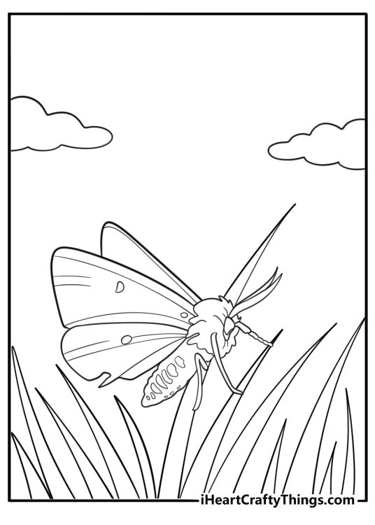 Moth in tall grass wild nature coloring sheet