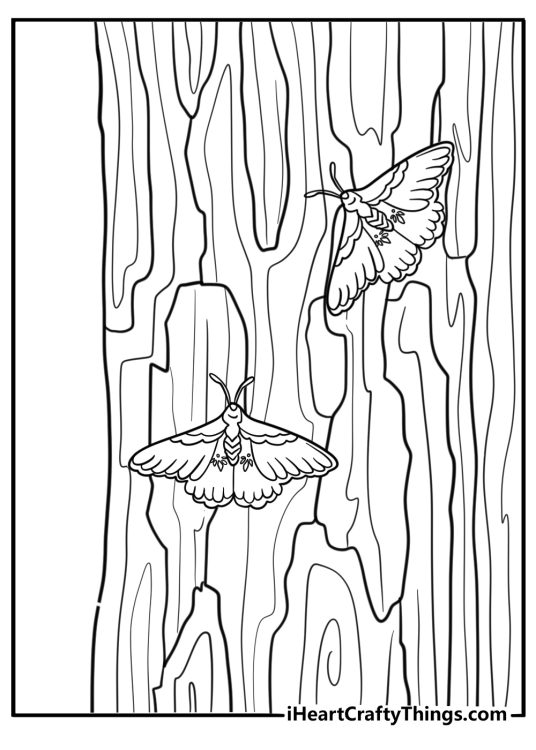 Moth resting on a tree bark camouflage coloring page