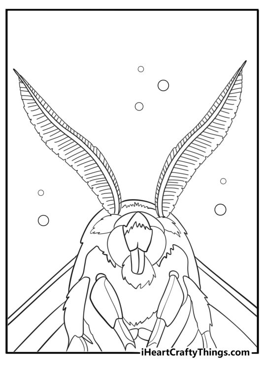Moth with feathered antennae close up coloring sheet
