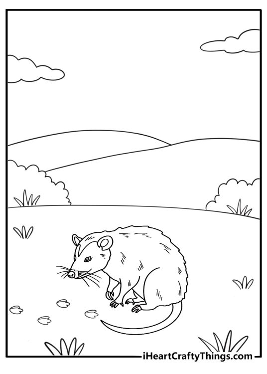 20 Opossum Coloring Pages