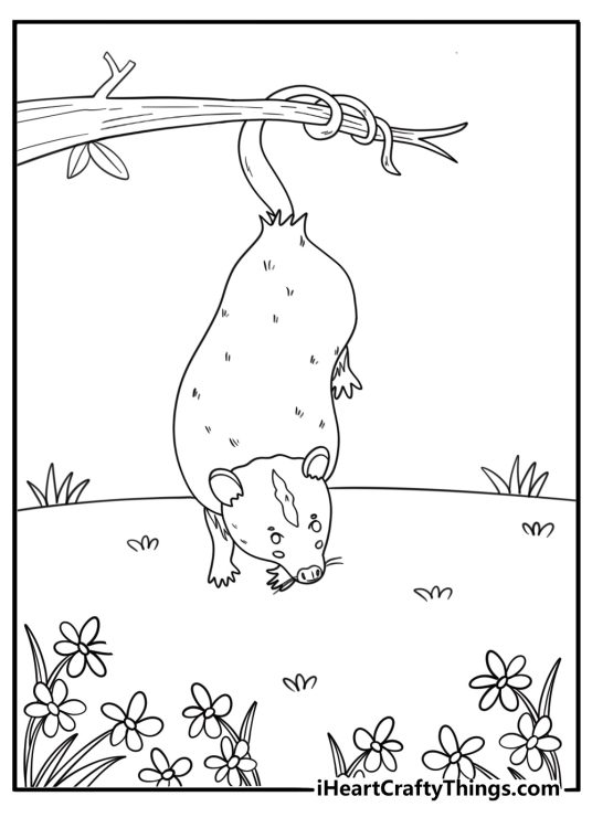 Opossum hanging by tail from a tree branch easy coloring page