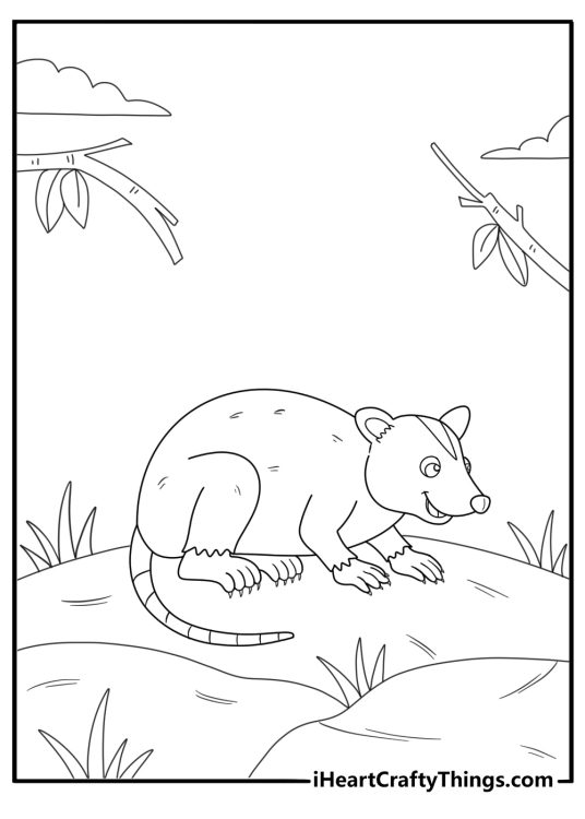 Opossum sitting on a rock in the woods coloring sheet for kids