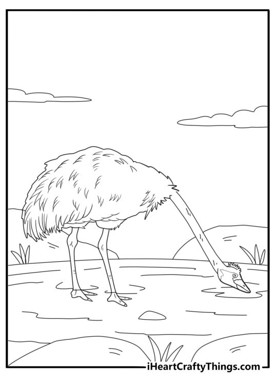 Ostrich drinking water from a pond cartoon coloring sheet