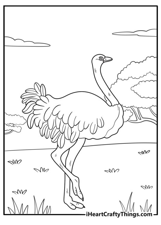 Ostrich in profile with long legs and short wings coloring sheet