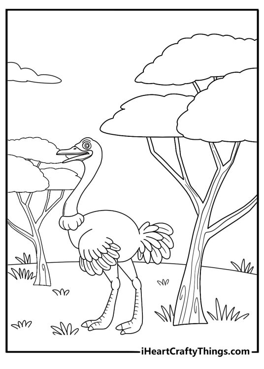 Ostrich walking near acacia tree simple background coloring sheet