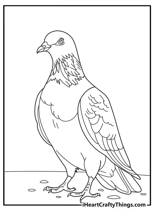 Pigeon coloring pages