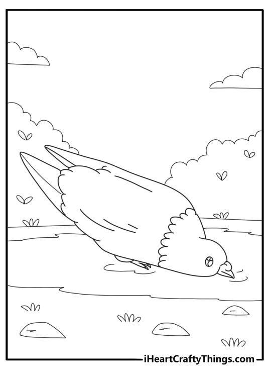 Pigeon drinking water from a puddle kawaii style coloring sheet