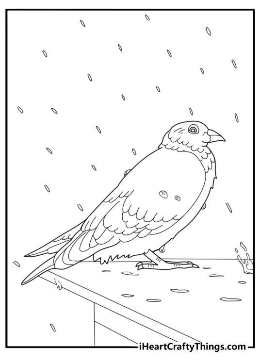 Pigeon in the rain with wet feathers fun coloring sheet