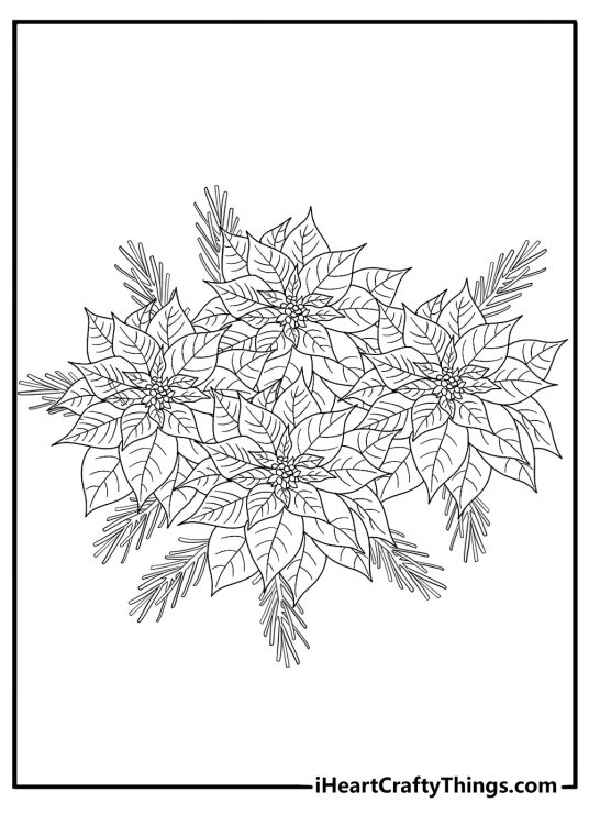Poinsettia bouquet with pine branches holiday coloring page