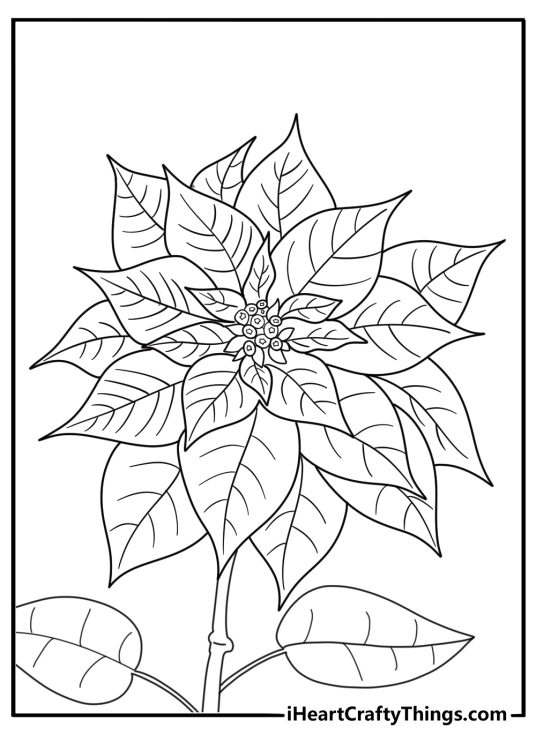 Poinsettia coloring pages
