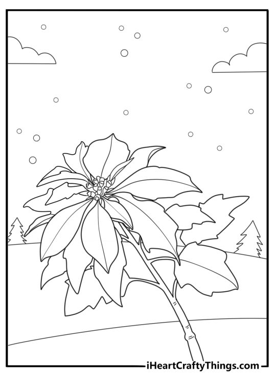 Poinsettia growing in a winter scene holiday coloring page