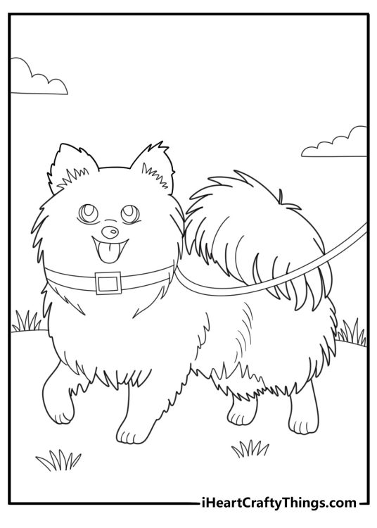 Pomeranian walking on a leash simple outdoor coloring page
