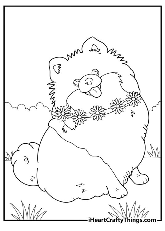 Pomeranian with a flower collar garden themed coloring page