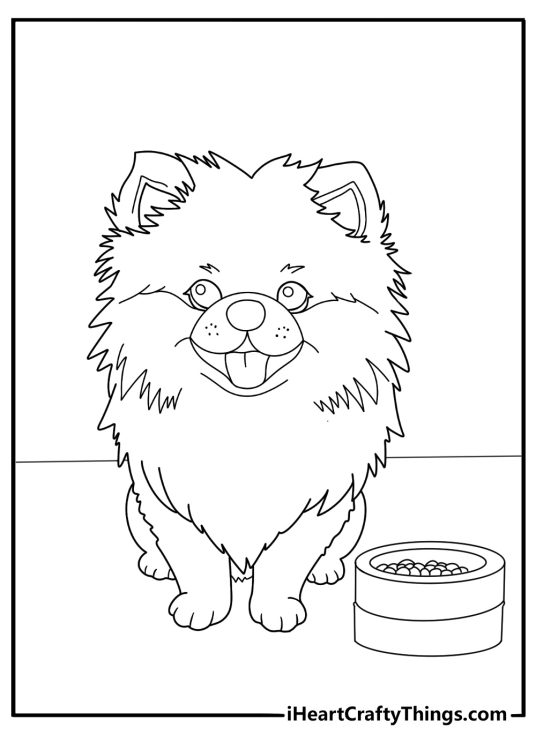 Pomeranian with food bowl easy coloring sheet for kids
