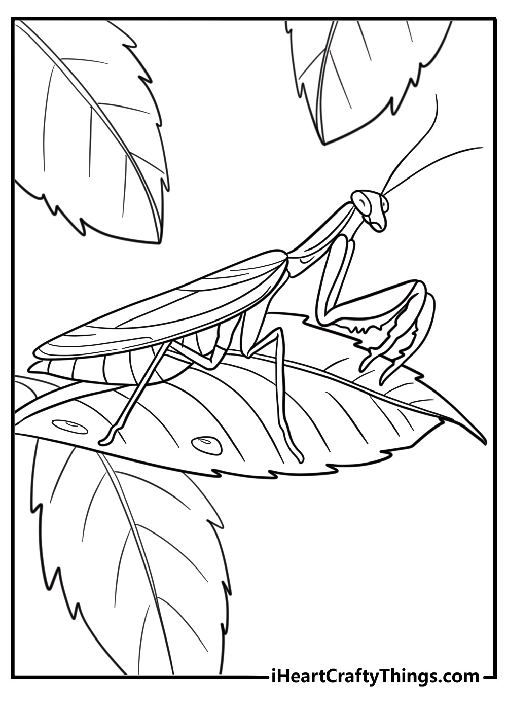 praying mantis sitting on a leaf easy coloring page for kids