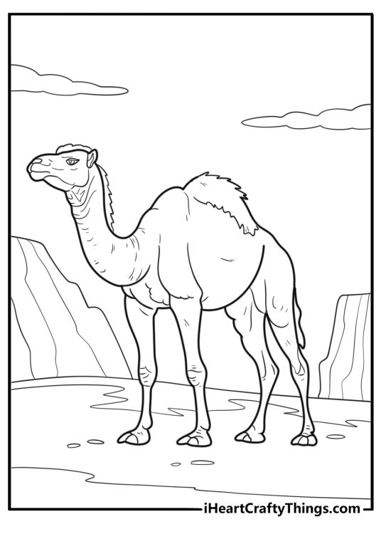 Realistic camel with textured fur coloring sheet for adults