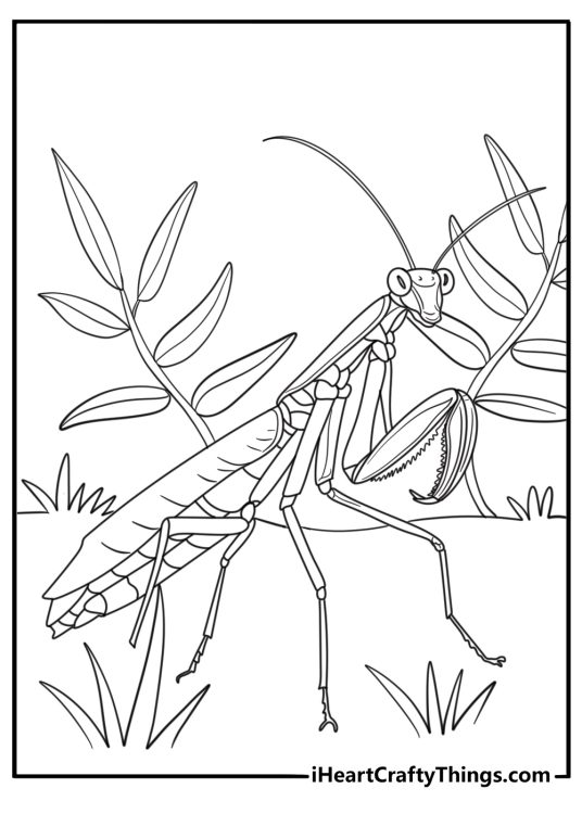 Realistic mantis in forest setting coloring page for adults